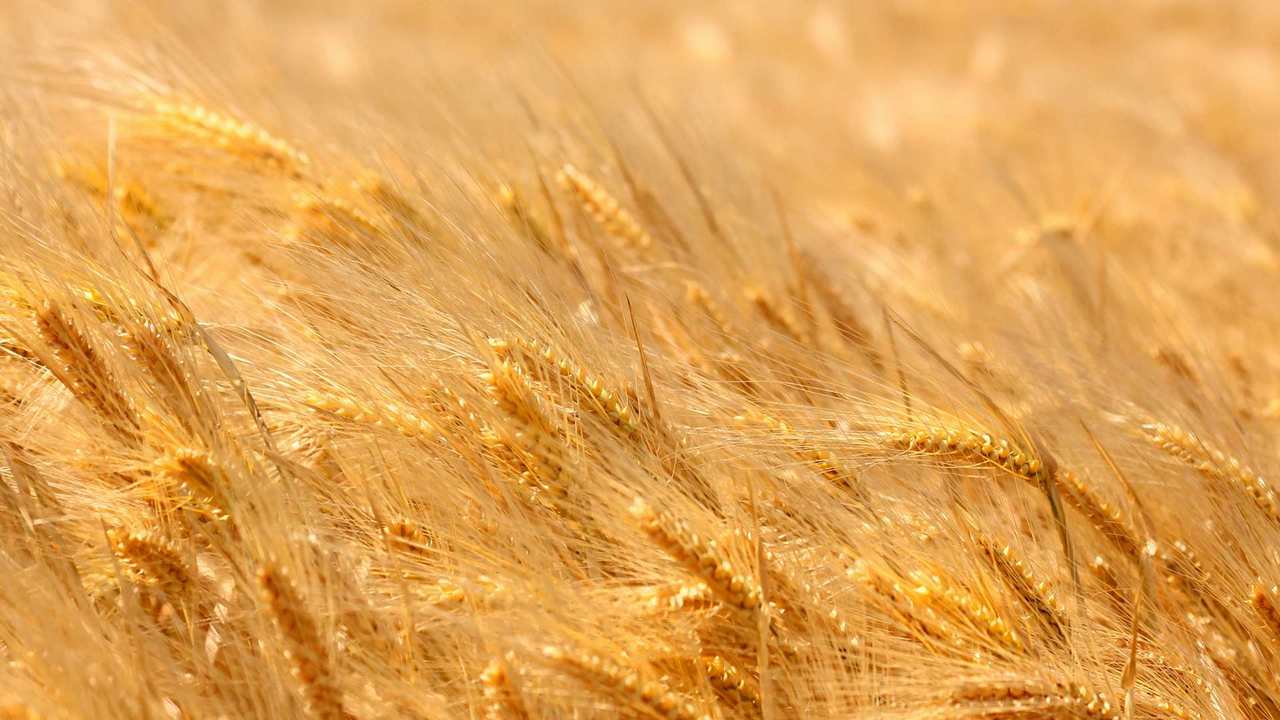 

Картина на холсте 60x110 LinxOne "Природа, пейзаж, натура, флора