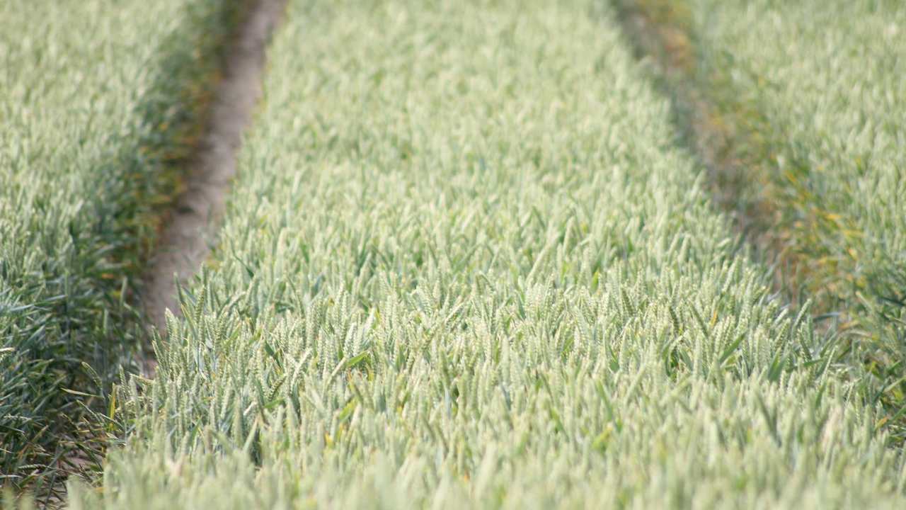 

Картина на холсте 60x110 LinxOne "Природа, пейзаж, натура, флора