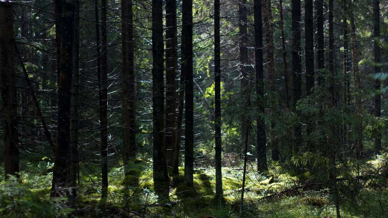 

Картина на холсте 60x110 LinxOne "Природа, пейзаж, натура, флора