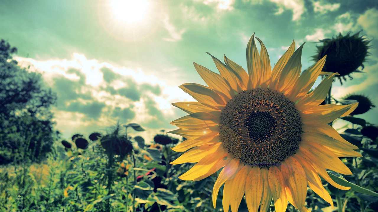 

Картина на холсте 60x110 LinxOne "Природа, пейзаж, натура, флора