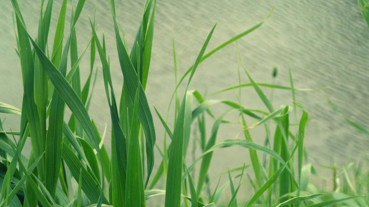 

Картина на холсте 60x110 LinxOne "Природа, пейзаж, натура, флора