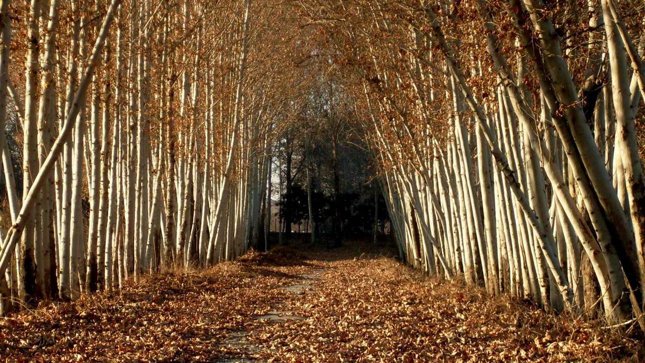 

Картина на холсте 60x110 LinxOne "Природа, пейзаж, натура, флора