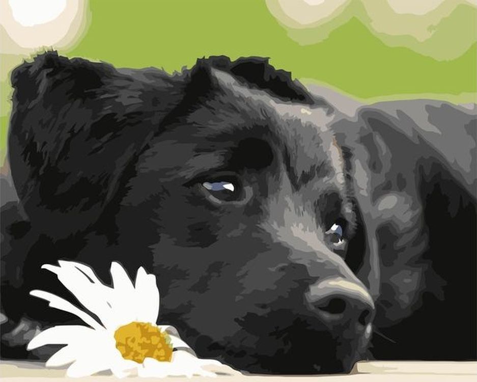 

Живопись по номерам Paintboy Чёрный пёсик 40x50, Чёрный пёсик