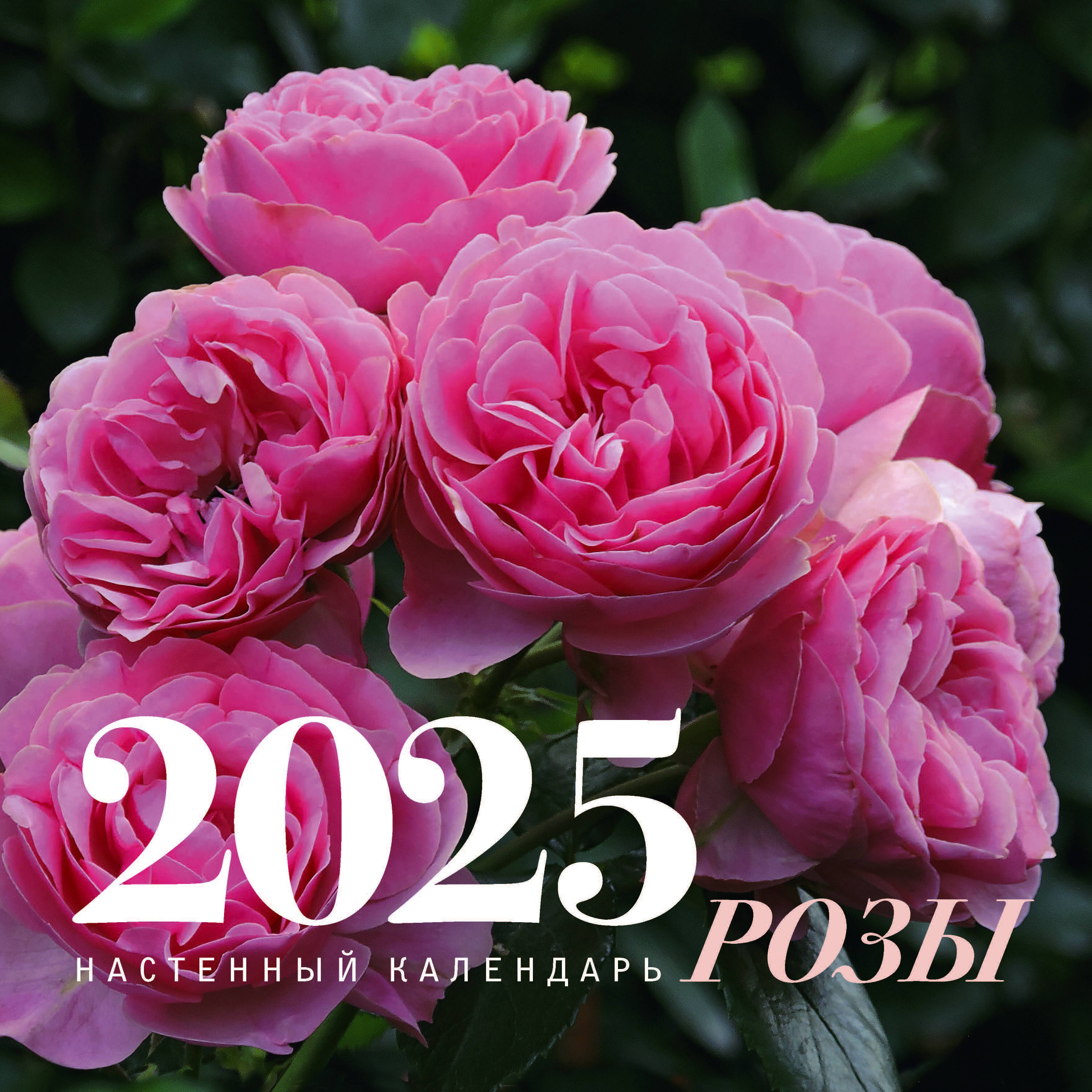 

Календарь на 2025 год АСТ Розы, настенный