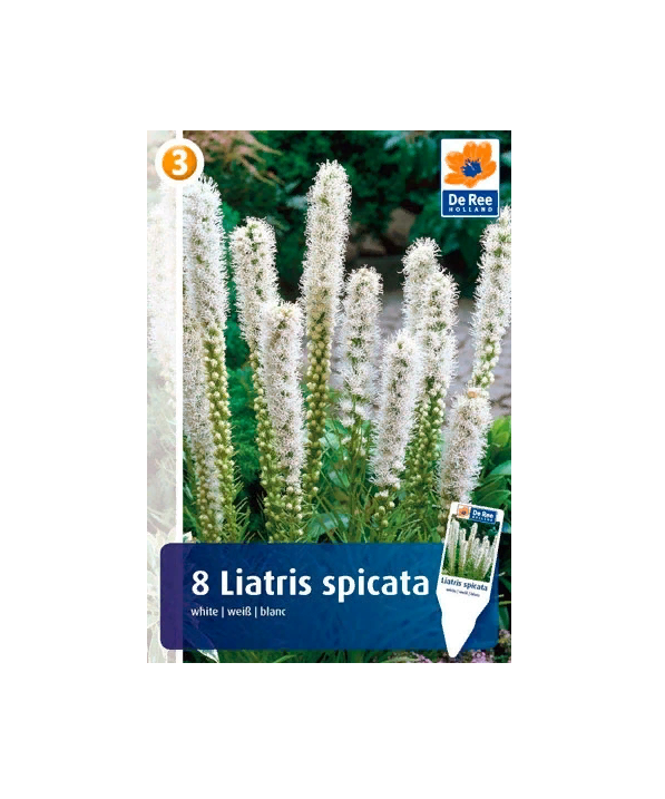 фото Лиатрис «цветочный альянс» спикана белая, 8 шт
