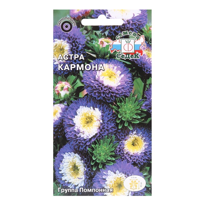 

Семенаовок Астра Кармона (китайская, помпонная, темно-синяя с белым центром) . Евр