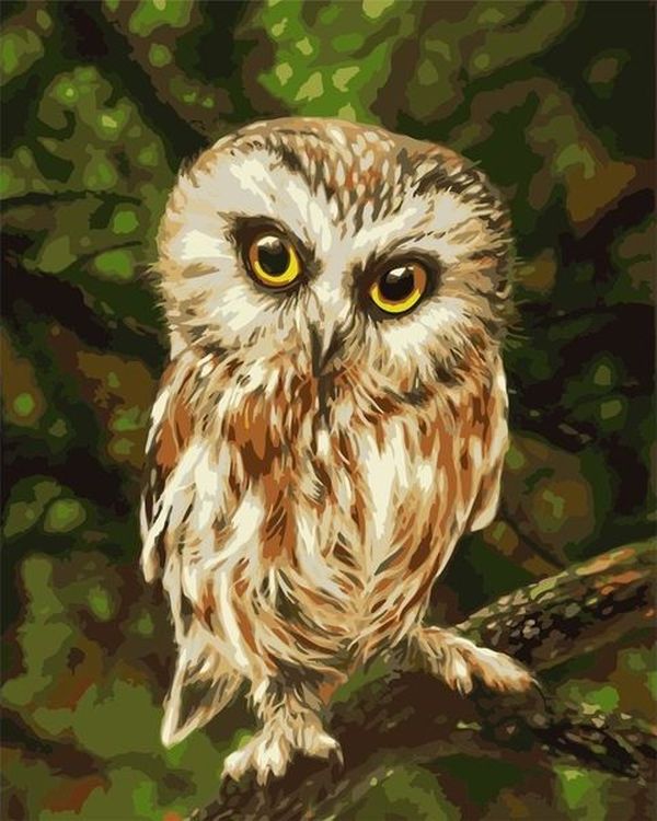 

Живопись по номерам Paintboy Маленький совенок 40x50, Маленький совенок