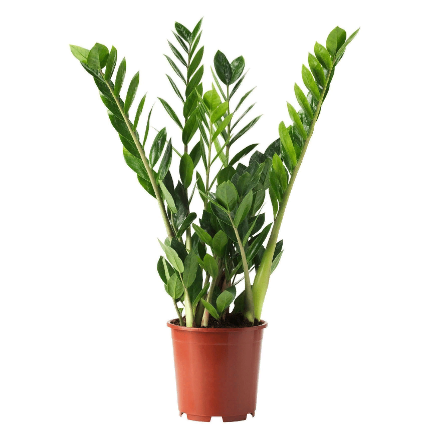 

Замиокулькас Zamiifolia h65 см d14 см