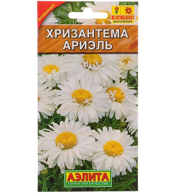 Хризантема Ариэль