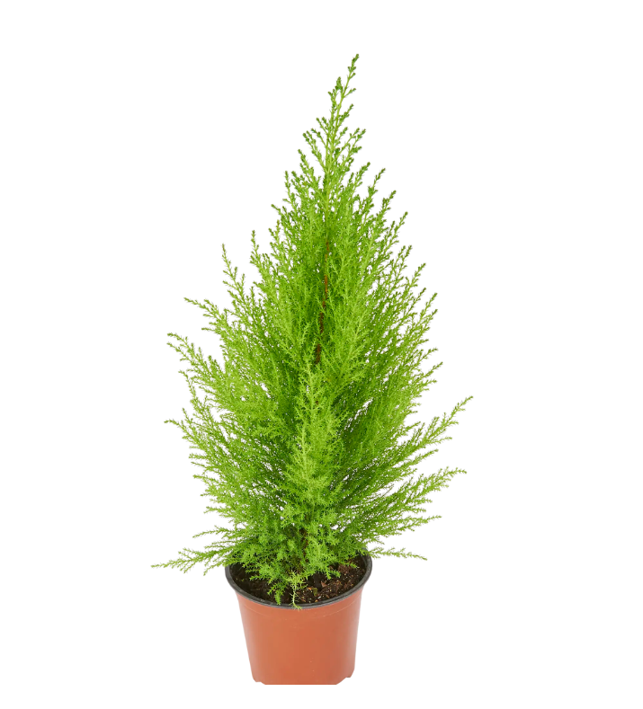 

Купрессус Cupressus Goldcrest Wilma h60 см d14 см