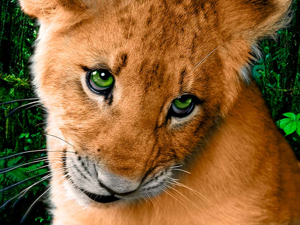 

Алмазная вышивка Алмазное Хобби Львенок, 30x40 см, Львенок