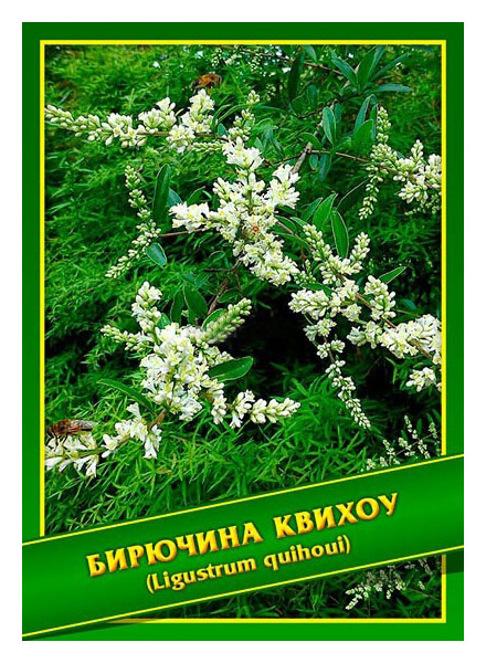

Семена Бирючина Квихоу, 1 г Симбиоз