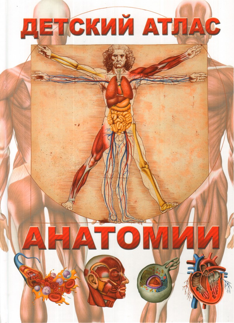 

Книга Детский Атлас Анатомии
