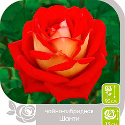 

Роза чайно-гибридная ШАНТИ, 1 шт, Семена Алтая