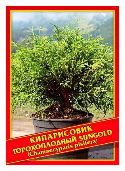 

Семена Кипарисовик Горохоплодный «Sungold», 0,2 г Симбиоз