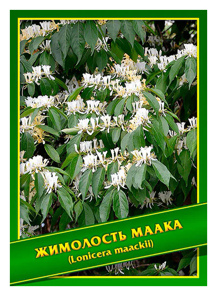 

Семена Жимолость Маака, 0,1 г Симбиоз