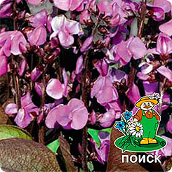 

Семена Гиацинтовые бобы Рубиновая луна, 1 г, Поиск, 95104