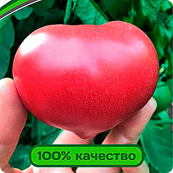 

Семена Томат Эволюция F1, 10 шт, Partner, 211518