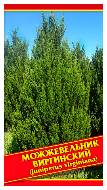 

Семена Можжевельник Виргинский, 5 шт, Симбиоз