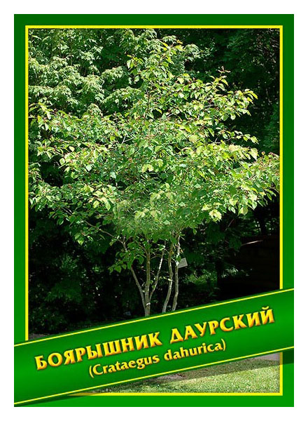 

Семена Боярышник Даурский, 1 г Симбиоз
