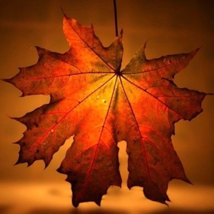 

Набор алмазной мозаики Яркие Грани Осенний лист, размер 20х20 см, 27 цветов