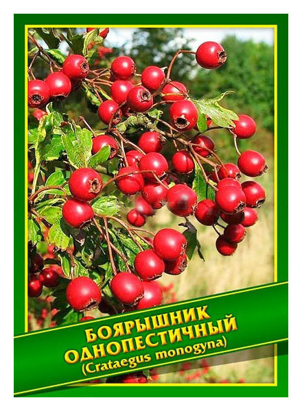 

Семена Боярышник Однопестичный, 1 г Симбиоз