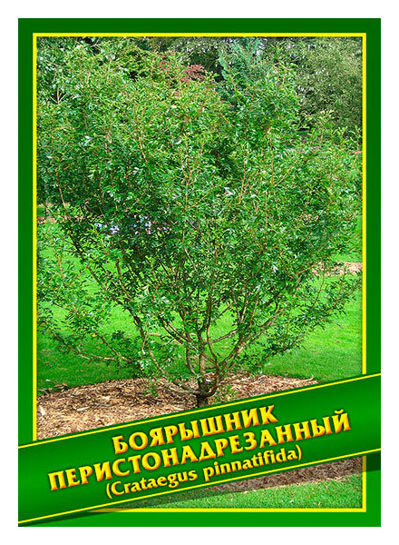 

Семена Боярышник Перистонадрезанный, 1 г Симбиоз