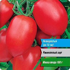 Матадор Томаты Характеристика И Фото