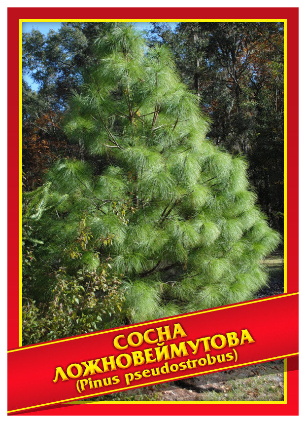 

Семена Сосна Ложновеймутова, 3 шт, Симбиоз