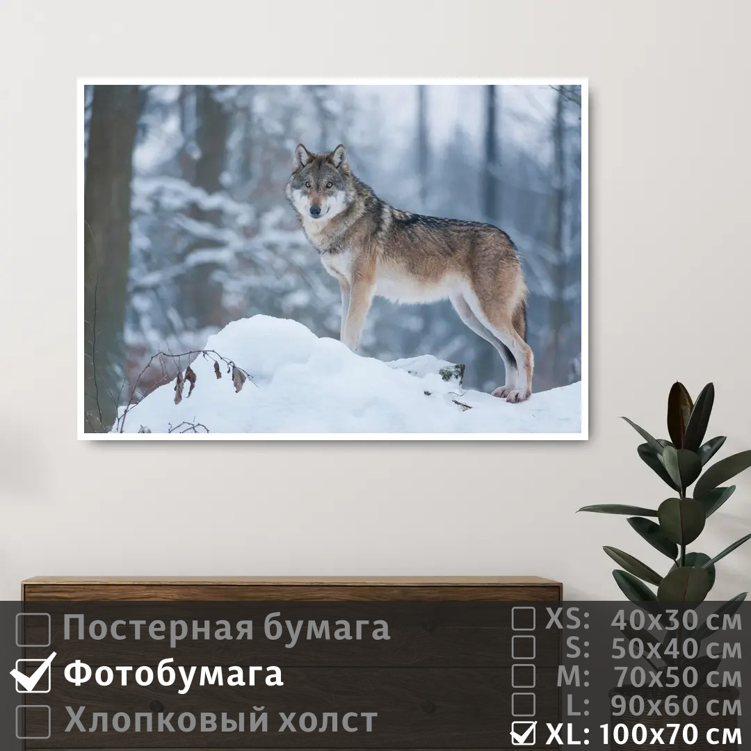 

Постер на фотобумаге ПолиЦентр Волк стоит на сугробе в зимнем лесу 100х70 см, ВолкСтоитНаСугробеВЗимнемЛесу1