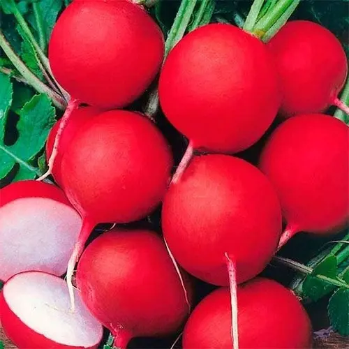 

Семена редис Сакса Agroni SSS-17251025 1 уп.