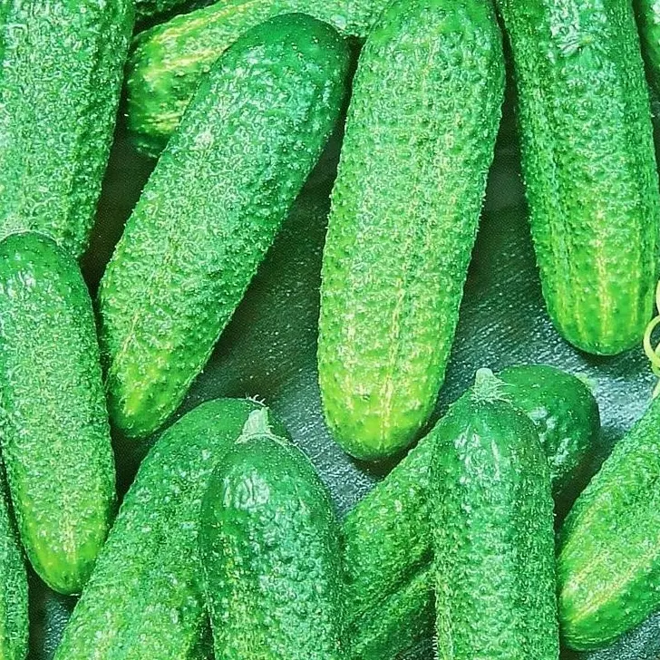 

Семена огурец Изящный Agroni SSS-17251041 1 уп.