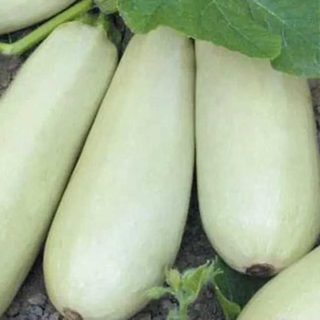 

Семена кабачок Ролик Agroni SSS-17251050 1 уп.