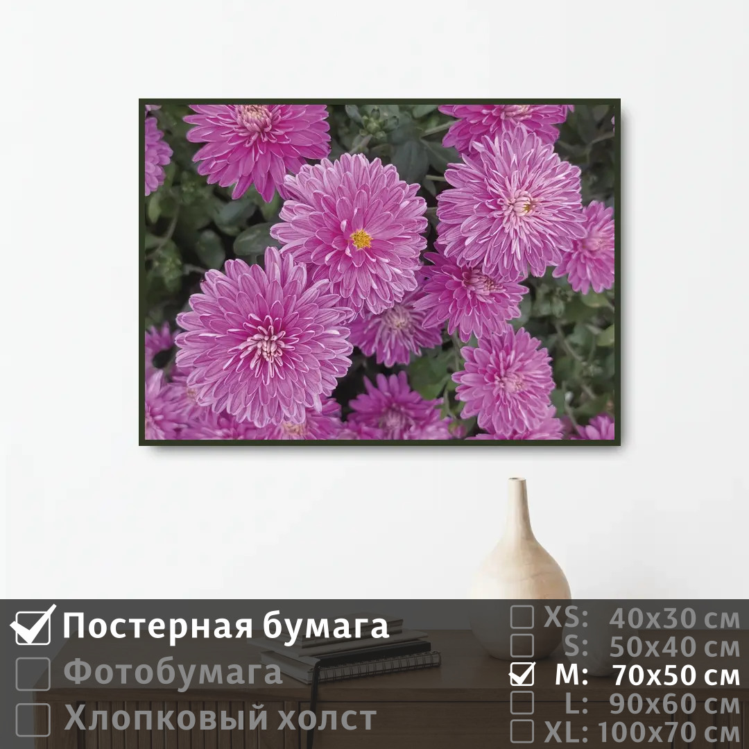 

Постер на стену ПолиЦентр Нежные хризантемы 70х50 см, НежныеХризантемы