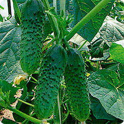 

Семена Огурец Альянс Плюс F1, 10 шт, Семко, 221385