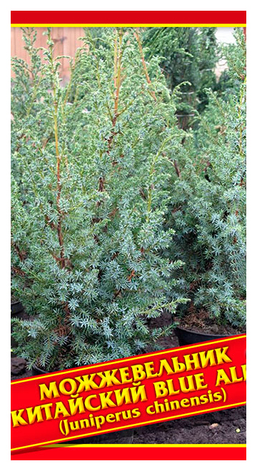 

Семена Можжевельник Китайский «Blue Alps», 5 шт, Симбиоз