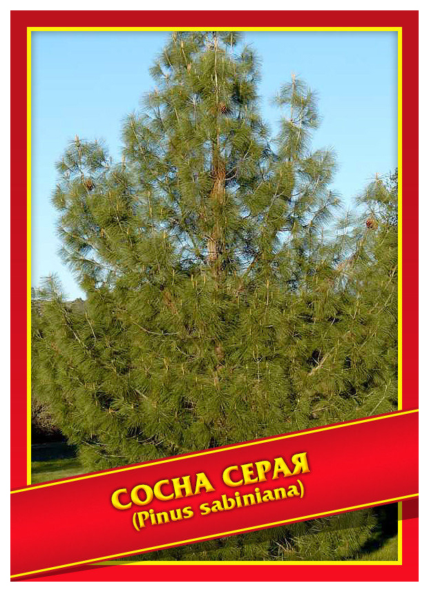 

Семена Сосна Серая, 2 шт, Симбиоз