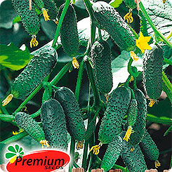 

Семена Огурец Задор F1, 10 шт, Premium seeds, 188600