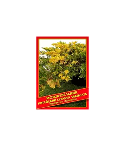 

Семена Можжевельник Китайский «Expansa Variegata», 5 шт, Симбиоз