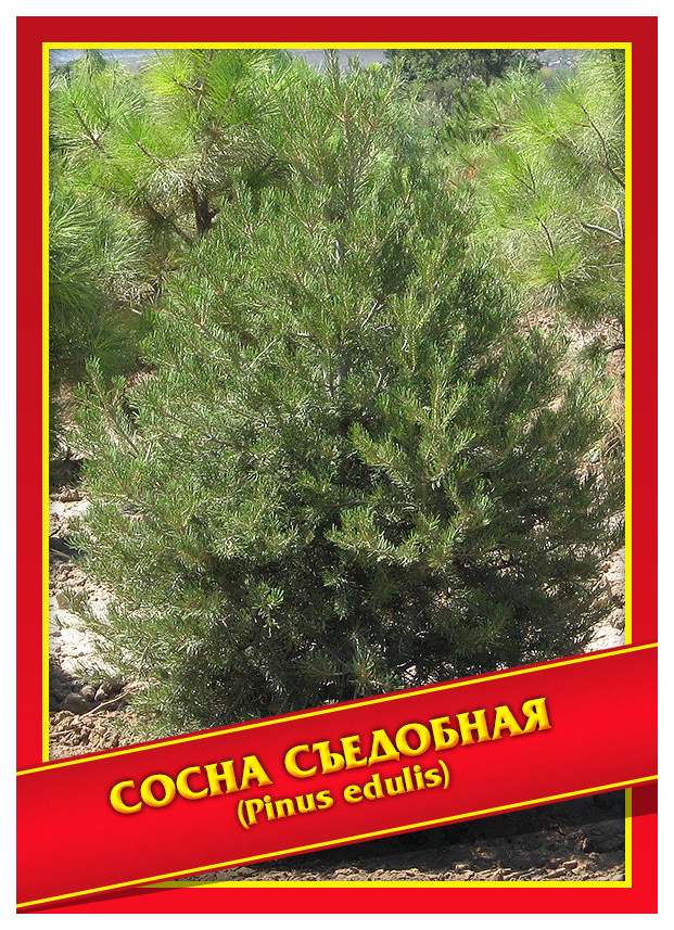 

Семена Сосна Съедобная, 3 шт, Симбиоз