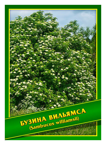 

Семена Бузина Вильямса, 0,5 г Симбиоз