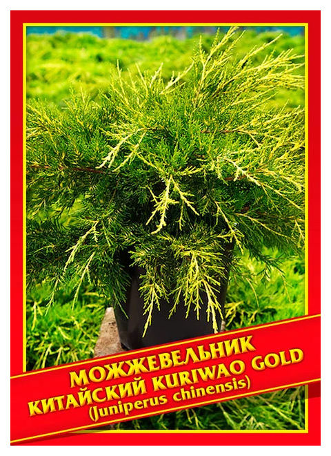 

Семена Можжевельник Китайский «Kuriwao Gold», 5 шт, Симбиоз