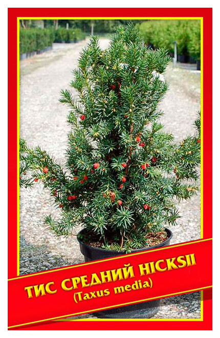 

Семена Тис Средний «Hicksii», 3 шт, Симбиоз