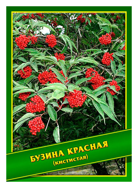 

Семена Бузина Красная (Кистистая), 0,5 г Симбиоз