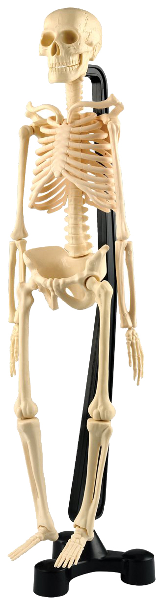 фото Сборная модель скелета edu-toys