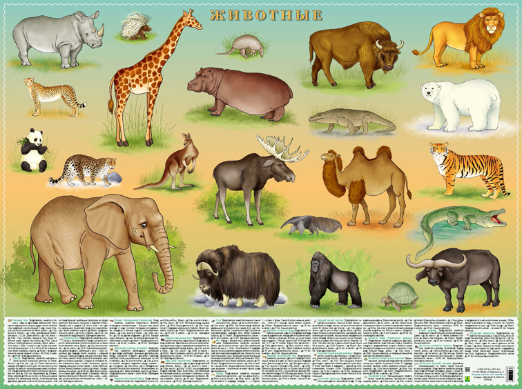 

Животные. настольное Издание.