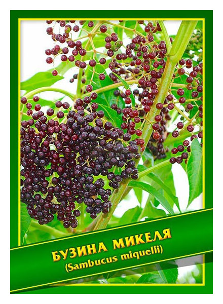 

Семена Бузина Микеля, 0,1 г Симбиоз