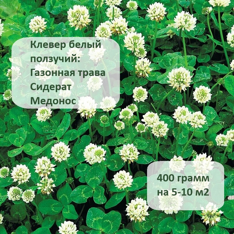 Семена многолетней газонной травы ООО Владагрокомплекс Клевер белый 400 грамм