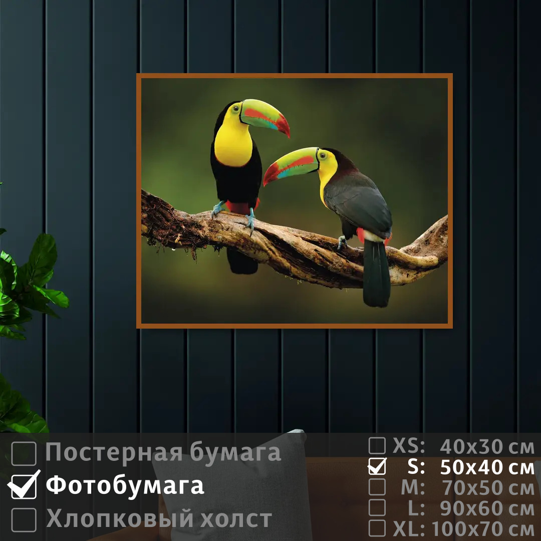 

Постер на фотобумаге ПолиЦентр Два тукана на ветке 50х40 см, ДваТуканаНаВетке