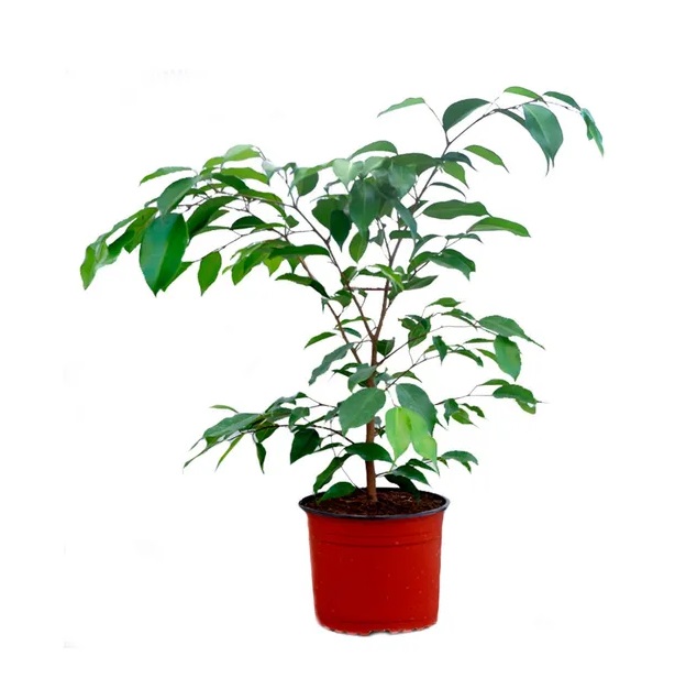 Фикус Бенджамина ЕТК d19 см